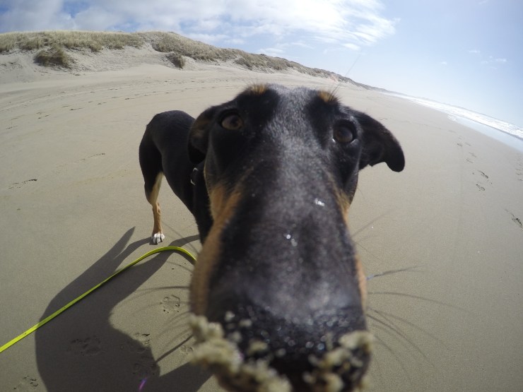 DCIM100GOPROGOPR0409.